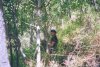 Traking rumo a cachoeira do urubu rei - Pedro II